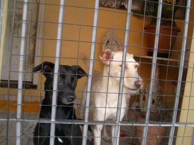 Cachorro ra a SRD idade 5 anos nome Lala