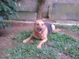 Cachorro raça Pastor Alemão idade 6 ou mais anos nome Gabriel
