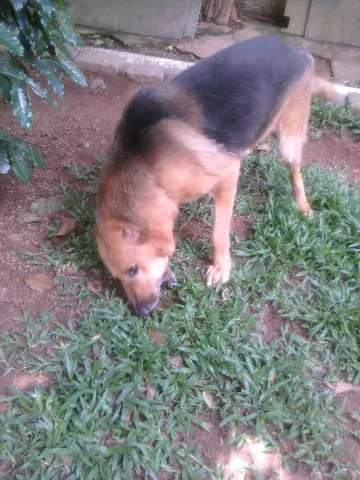 Cachorro raça Pastor Alemão idade 6 ou mais anos nome Gabriel