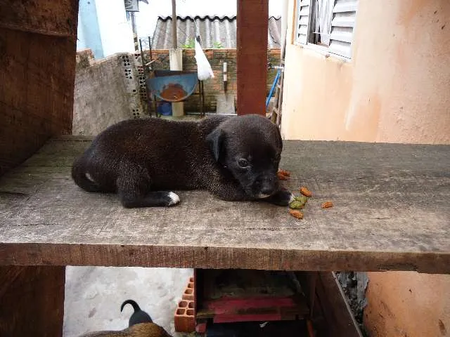 Cachorro ra a SRD idade 2 a 6 meses nome sem nomes ainda