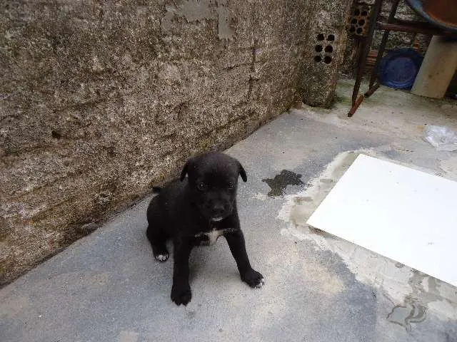 Cachorro ra a SRD idade 2 a 6 meses nome sem nomes ainda