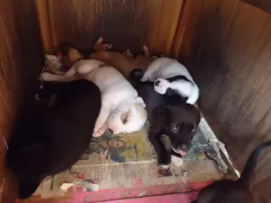 Cachorro raça SRD idade 2 a 6 meses nome sem nomes ainda