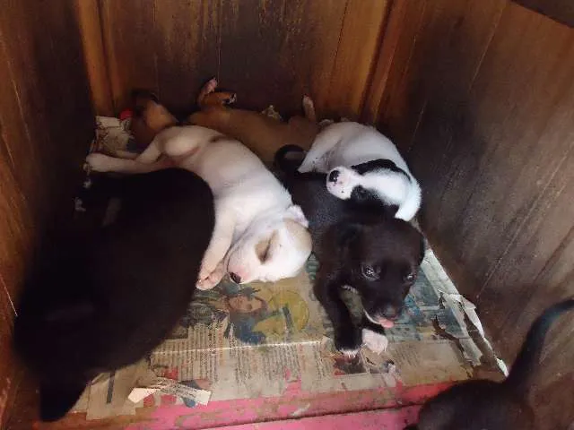 Cachorro ra a SRD idade 2 a 6 meses nome sem nomes ainda