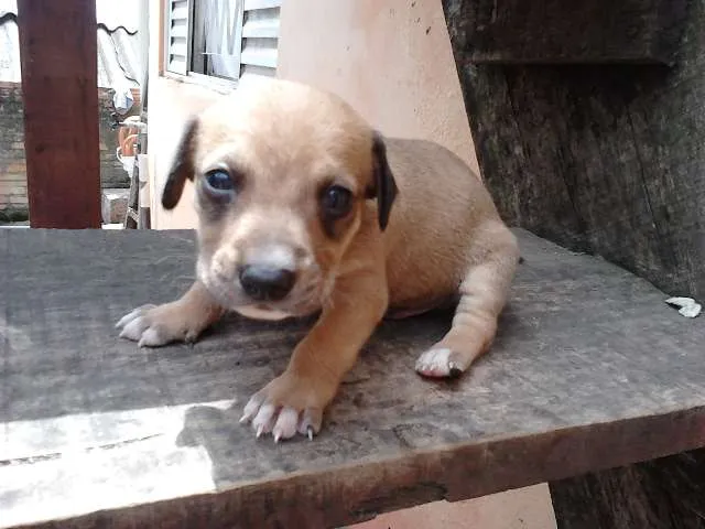 Cachorro ra a SRD idade 2 a 6 meses nome sem nomes ainda