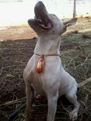 Cachorro raça Pit-Bull idade 2 anos nome átila