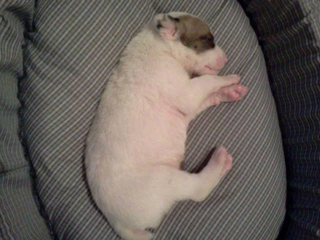 Cachorro ra a SRD idade Abaixo de 2 meses nome Sem nome