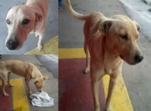 Cachorro raça SRD idade 1 ano nome Theo (esse cara sou