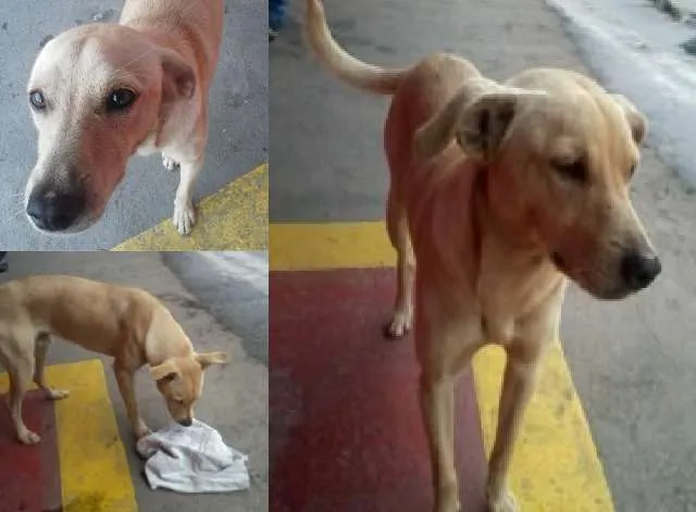 Cachorro ra a SRD idade 1 ano nome Theo (esse cara sou
