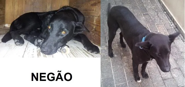 Cachorro ra a SRD idade 2 anos nome Negão