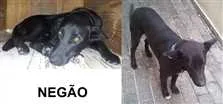 Cachorro raça SRD idade 2 anos nome Negão