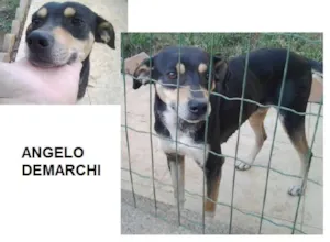 Cachorro raça SRD idade 2 anos nome Angelo Demarchi