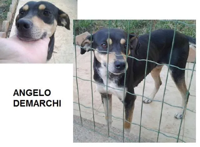 Cachorro ra a SRD idade 2 anos nome Angelo Demarchi