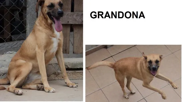 Cachorro ra a SRD idade 2 anos nome Grandona