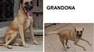 Cachorro raça SRD idade 2 anos nome Grandona