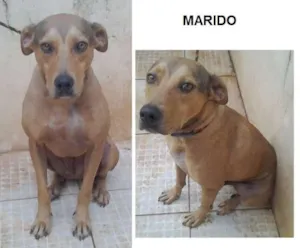 Cachorro raça SRD idade 2 anos nome Marido