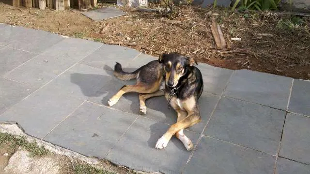 Cachorro ra a Vira-Lata idade 3 anos nome Viola