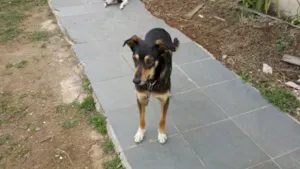 Cachorro raça Vira-Lata idade 3 anos nome Viola