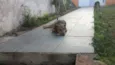 Tico