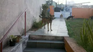 Cachorro raça Vira-lata idade 3 anos nome Tico