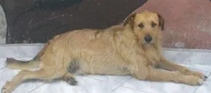Cachorro raça vira-lata idade 3 anos nome Bigode