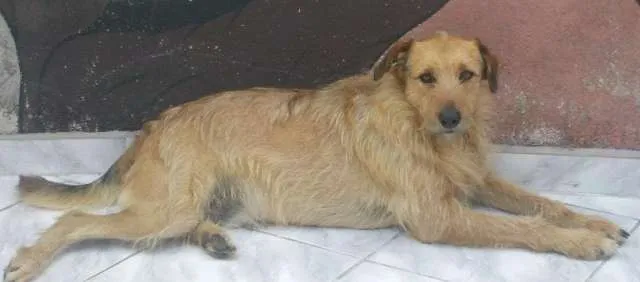 Cachorro ra a vira-lata idade 3 anos nome Bigode