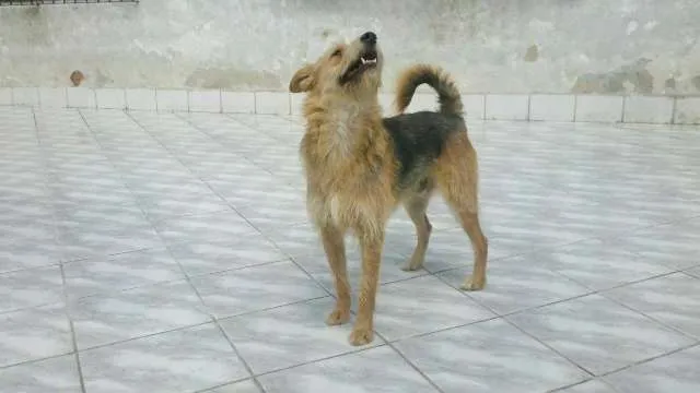 Cachorro ra a vira-lata idade 3 anos nome Kiko