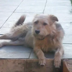 Cachorro raça vira-lata idade 3 anos nome Kiko