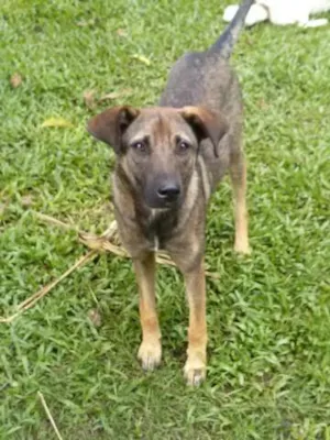 Cachorro raça SRD idade 1 ano nome Bolinha
