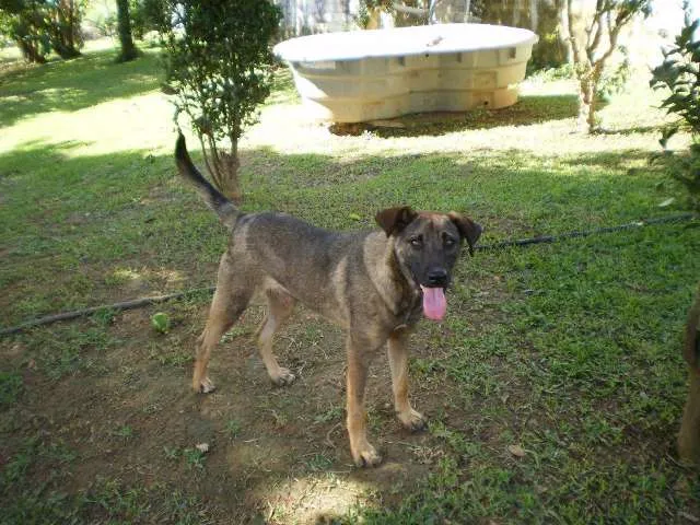 Cachorro ra a SRD idade 1 ano nome Bolinha