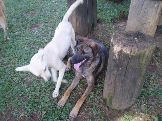 Cachorro ra a SRD idade 1 ano nome Bolinha