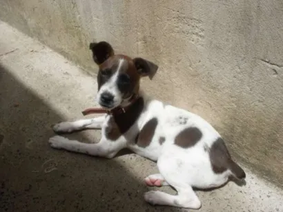 Cachorro raça pit com vira lata idade 3 anos nome nick