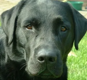 Cachorro raça labrador idade 2 anos nome Labrador