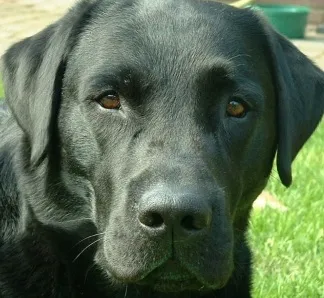 Cachorro ra a labrador idade 2 anos nome Labrador