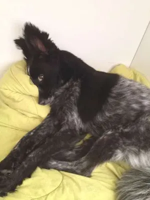 Cachorro raça SRD idade 4 anos nome Collie