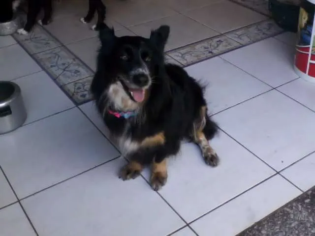Cachorro ra a  idade 3 anos nome Estelinha