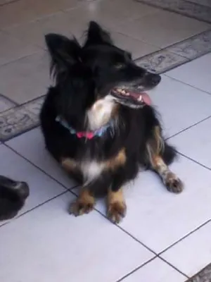 Cachorro raça  idade 3 anos nome Estelinha