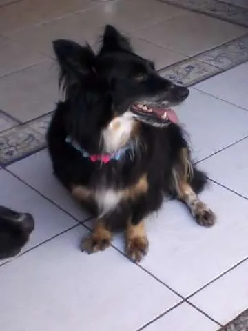 Cachorro ra a  idade 3 anos nome Estelinha