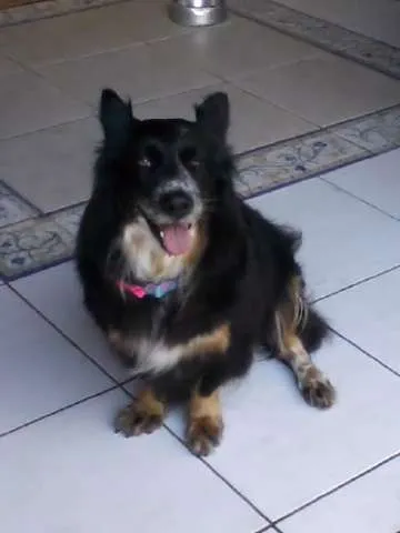 Cachorro ra a  idade 3 anos nome Estelinha