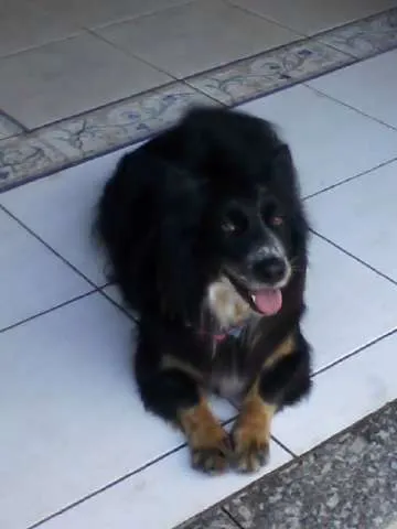 Cachorro ra a  idade 3 anos nome Estelinha
