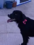 Dorita