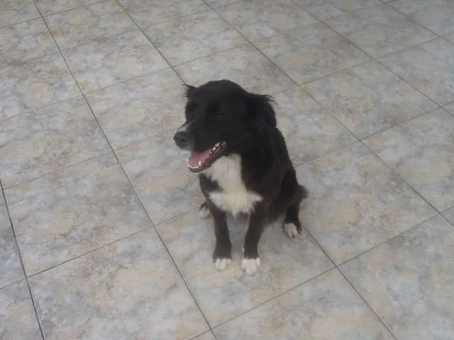 Cachorro ra a Border Collie idade 2 anos nome Dorita