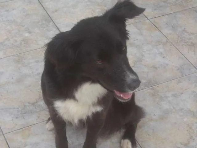 Cachorro ra a Border Collie idade 2 anos nome Dorita