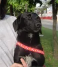 LILICA