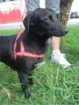 LILICA