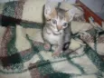 Faisca