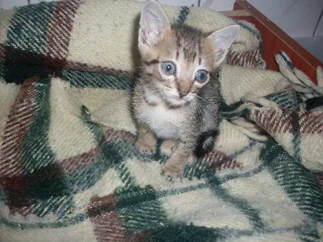 Gato ra a SRD idade 2 a 6 meses nome Faisca