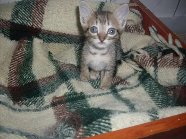 Gato ra a SRD idade 2 a 6 meses nome Faisca