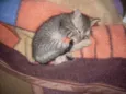Faisca