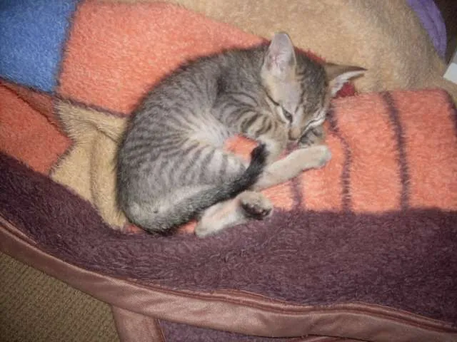 Gato ra a SRD idade 2 a 6 meses nome Faisca