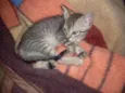 Faisca